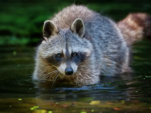 Preview wallpaper raccoon, water, walk, animal