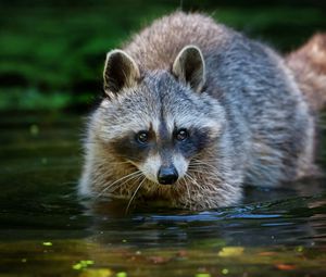 Preview wallpaper raccoon, water, walk, animal
