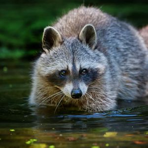 Preview wallpaper raccoon, water, walk, animal