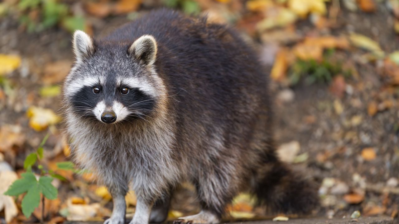 Wallpaper raccoon, wildlife, forest, autumn, animal