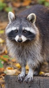 Preview wallpaper raccoon, wildlife, forest, autumn, animal