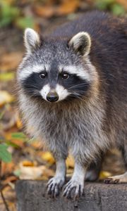 Preview wallpaper raccoon, wildlife, forest, autumn, animal