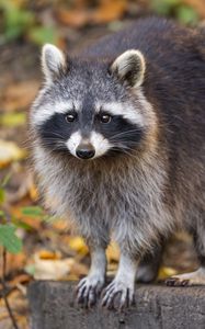 Preview wallpaper raccoon, wildlife, forest, autumn, animal