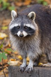Preview wallpaper raccoon, wildlife, forest, autumn, animal