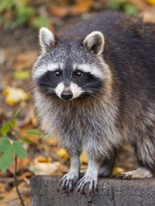 Preview wallpaper raccoon, wildlife, forest, autumn, animal