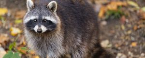 Preview wallpaper raccoon, wildlife, forest, autumn, animal