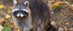 Preview wallpaper raccoon, wildlife, forest, autumn, animal