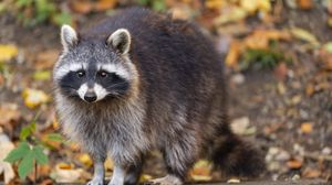 Preview wallpaper raccoon, wildlife, forest, autumn, animal
