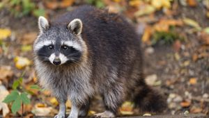 Preview wallpaper raccoon, wildlife, forest, autumn, animal