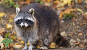 Preview wallpaper raccoon, wildlife, forest, autumn, animal