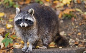 Preview wallpaper raccoon, wildlife, forest, autumn, animal