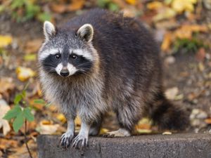 Preview wallpaper raccoon, wildlife, forest, autumn, animal