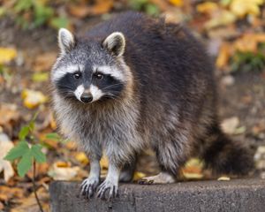 Preview wallpaper raccoon, wildlife, forest, autumn, animal