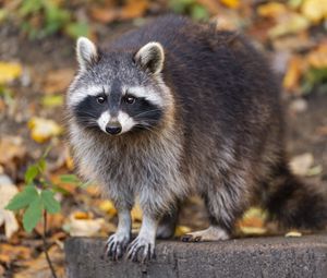 Preview wallpaper raccoon, wildlife, forest, autumn, animal