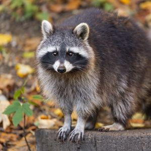 Preview wallpaper raccoon, wildlife, forest, autumn, animal