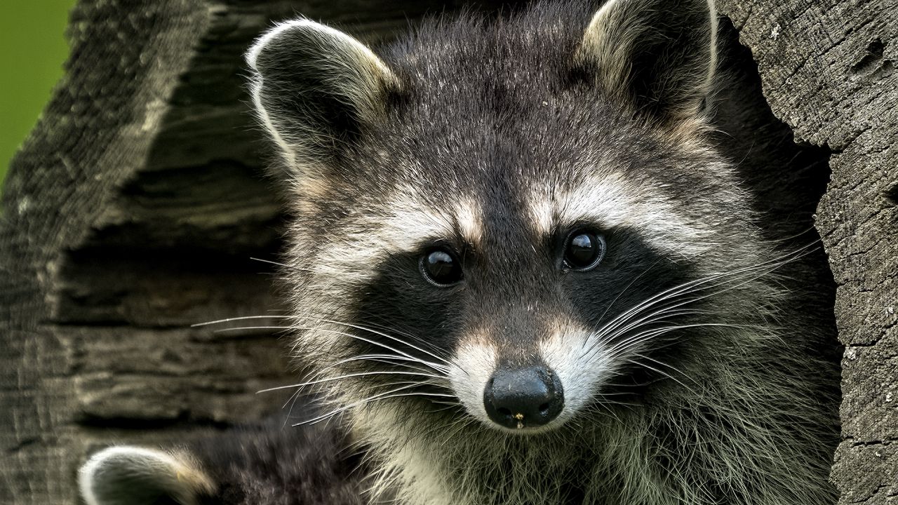 Wallpaper raccoons, animals, hollow, wildlife