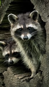 Preview wallpaper raccoons, animals, hollow, wildlife