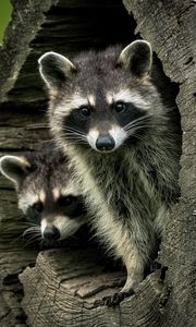 Preview wallpaper raccoons, animals, hollow, wildlife