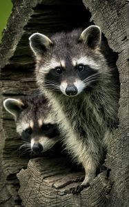 Preview wallpaper raccoons, animals, hollow, wildlife