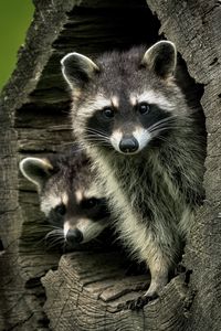 Preview wallpaper raccoons, animals, hollow, wildlife