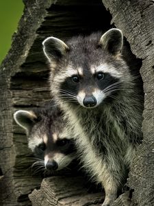 Preview wallpaper raccoons, animals, hollow, wildlife