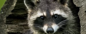 Preview wallpaper raccoons, animals, hollow, wildlife