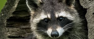 Preview wallpaper raccoons, animals, hollow, wildlife