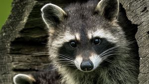 Preview wallpaper raccoons, animals, hollow, wildlife