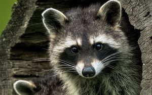 Preview wallpaper raccoons, animals, hollow, wildlife