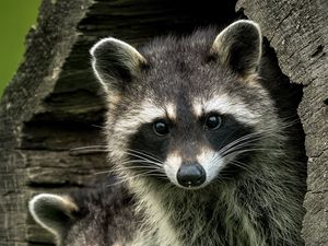 Preview wallpaper raccoons, animals, hollow, wildlife