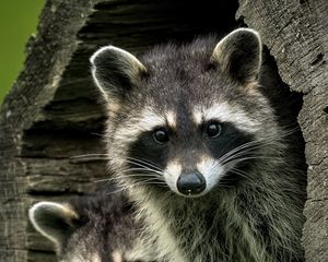 Preview wallpaper raccoons, animals, hollow, wildlife