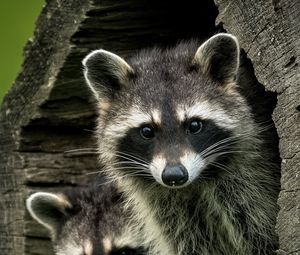 Preview wallpaper raccoons, animals, hollow, wildlife