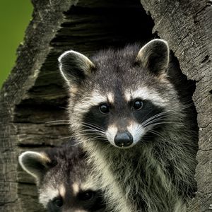 Preview wallpaper raccoons, animals, hollow, wildlife