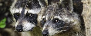 Preview wallpaper raccoons, animals, wildlife