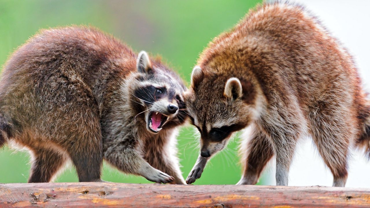 Wallpaper raccoons, couple, fight, open mouth