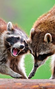 Preview wallpaper raccoons, couple, fight, open mouth