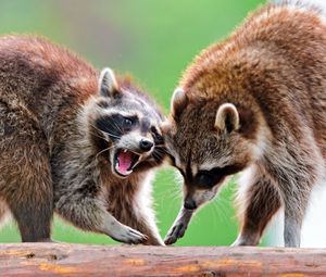Preview wallpaper raccoons, couple, fight, open mouth
