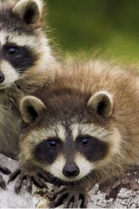Preview wallpaper raccoons, couple, timber, walk