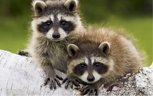 Preview wallpaper raccoons, couple, timber, walk