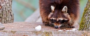 Preview wallpaper raccoons, fluffy, food, climbing