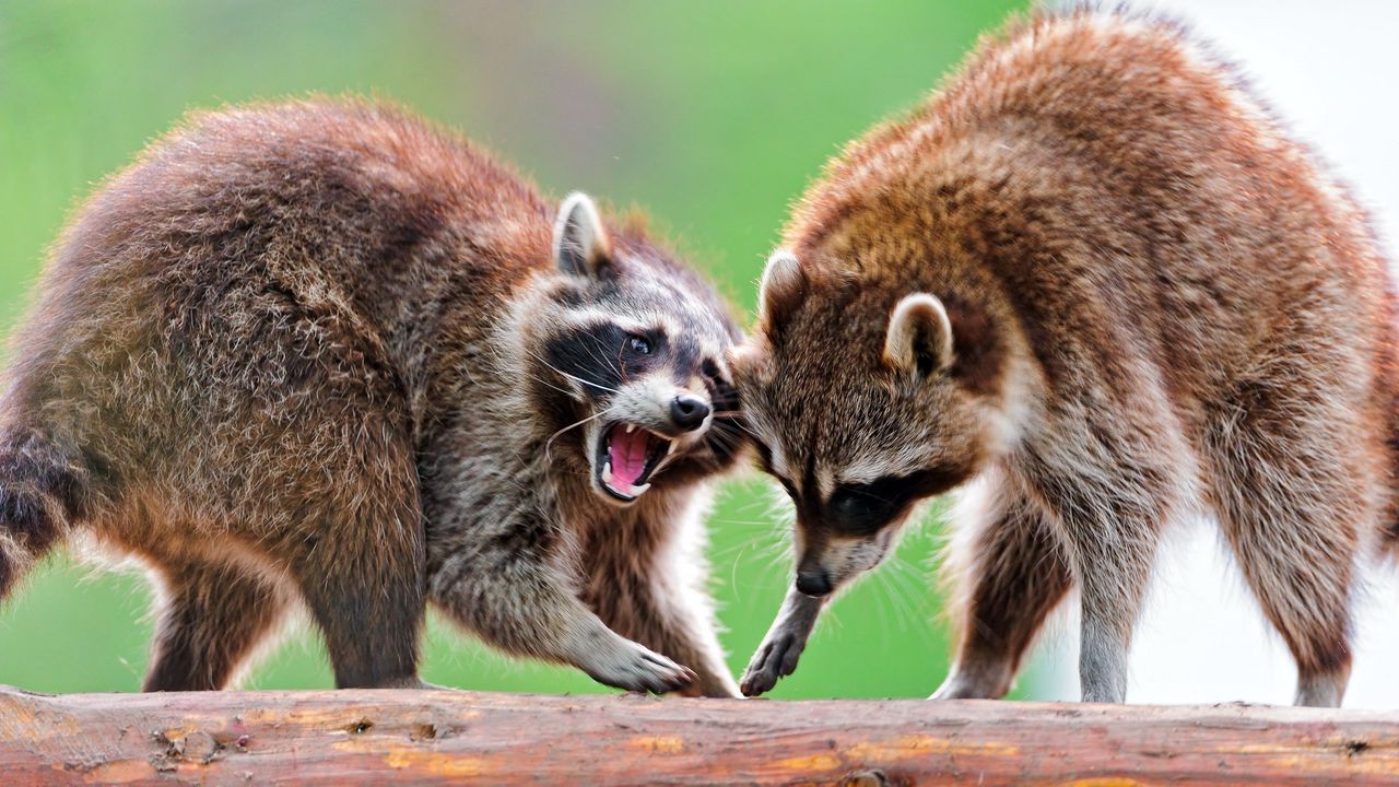 Wallpaper raccoons, raccoon, couple, fight