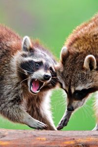 Preview wallpaper raccoons, raccoon, couple, fight