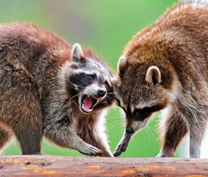 Preview wallpaper raccoons, raccoon, couple, fight