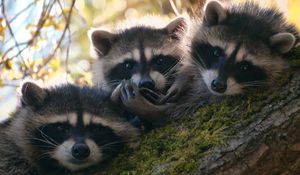 Preview wallpaper raccoons, three, tree, moss, climbing