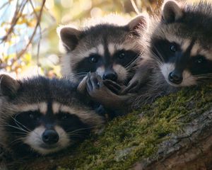 Preview wallpaper raccoons, three, tree, moss, climbing