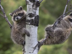 Preview wallpaper raccoons, tree, branches, sit, couple
