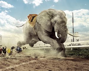 Preview wallpaper race, competition, dog, elephant, sand lane, sky, cloud, fangs, house, building, glass, lamps, grass, fence