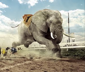 Preview wallpaper race, competition, dog, elephant, sand lane, sky, cloud, fangs, house, building, glass, lamps, grass, fence
