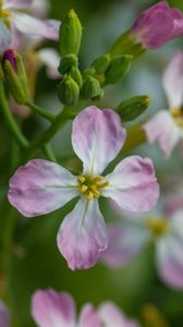 Preview wallpaper radish, flower, petals, macro, blur