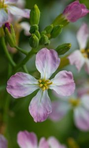 Preview wallpaper radish, flower, petals, macro, blur